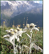 Flor del Edelweiss en los Alpes